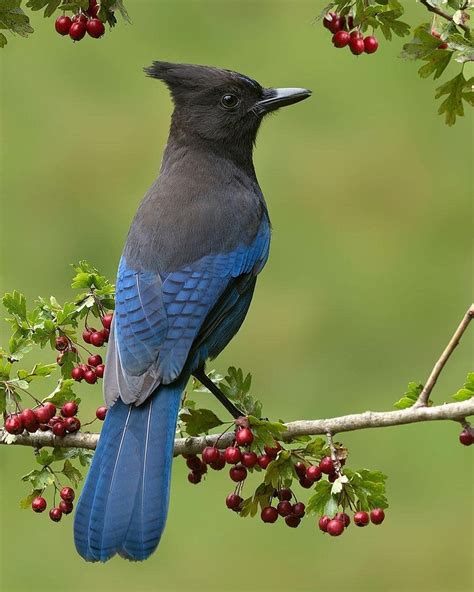 What is the bird of BC?