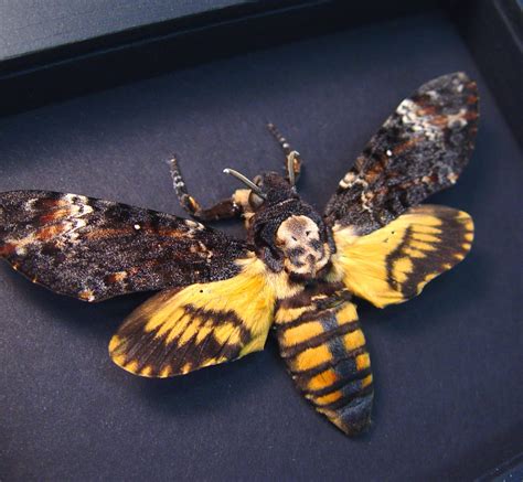 What is the black death head moth?