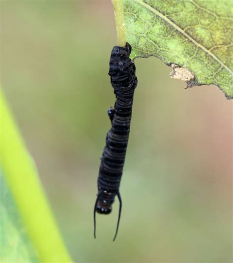 What is the black death of the monarch caterpillar?