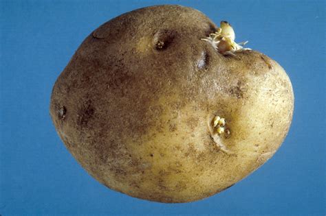 What is the black dot disease in potatoes?