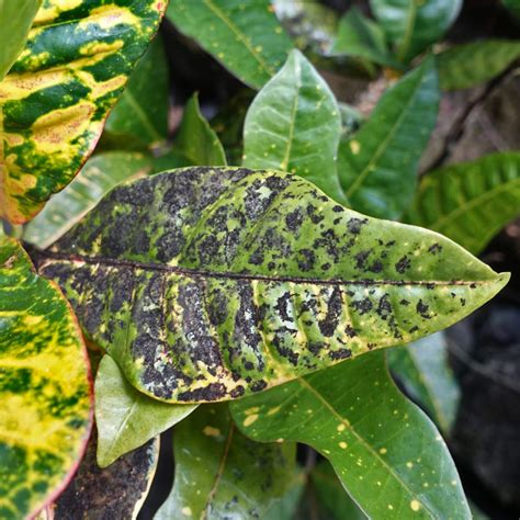 What is the black fungus on my plant leaves?