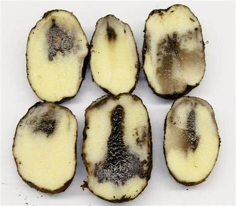 What is the black heart disease in potatoes?