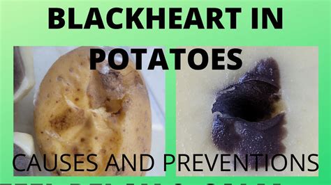 What is the black heart in potatoes?