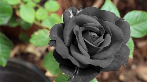 What is the blackest rose?