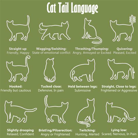 What is the body language of a stray cat?