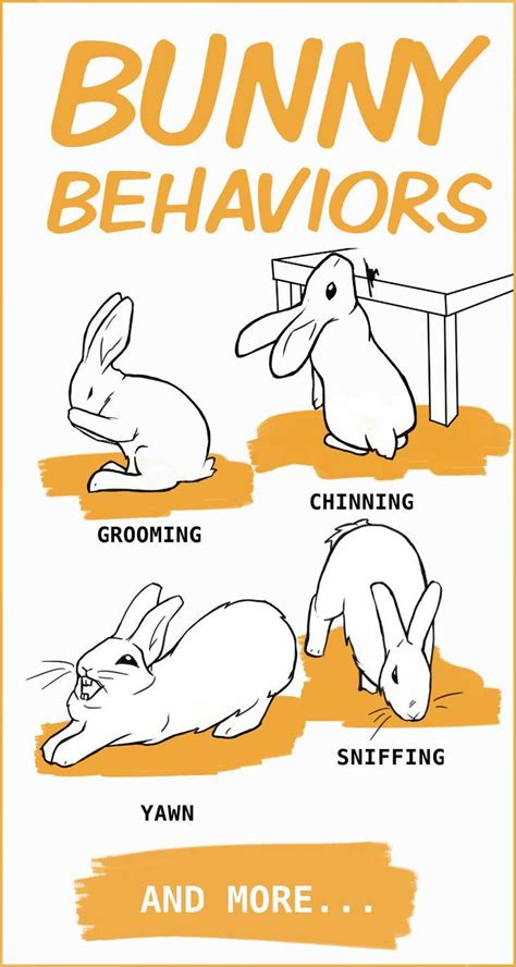 What is the body language of an unhappy rabbit?