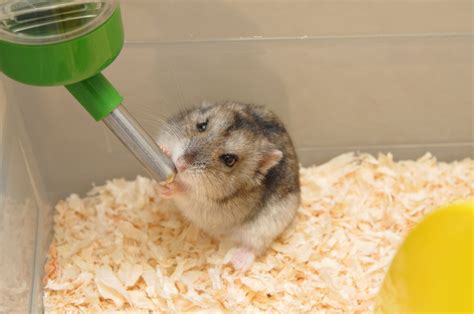 What is the brown liquid from hamsters?