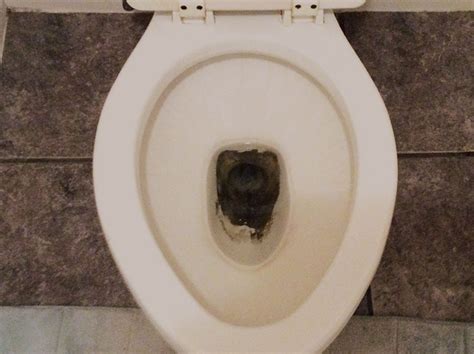 What is the brown stuff under my toilet seat?