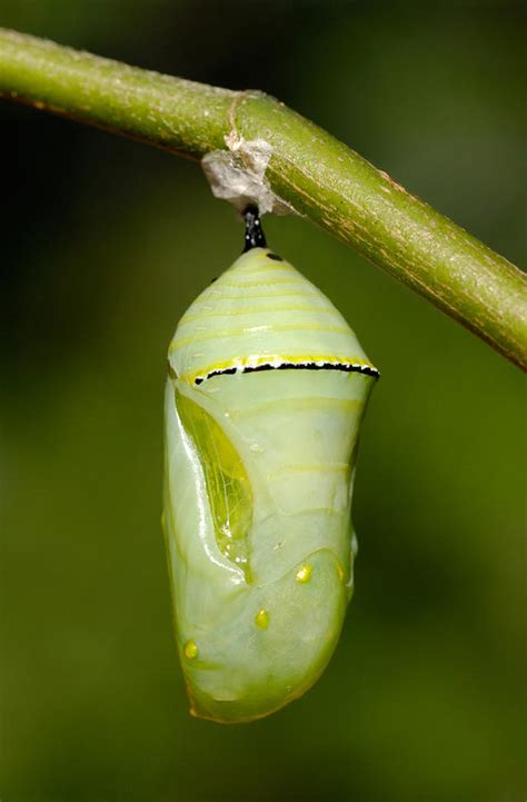 What is the butterfly pupa called?