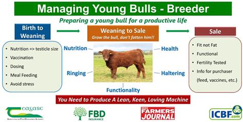 What is the care and management of bulls and bullocks?