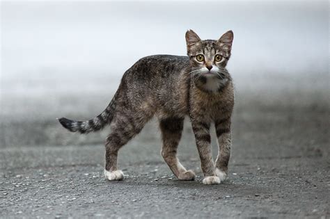 What is the cat's name in Stray?