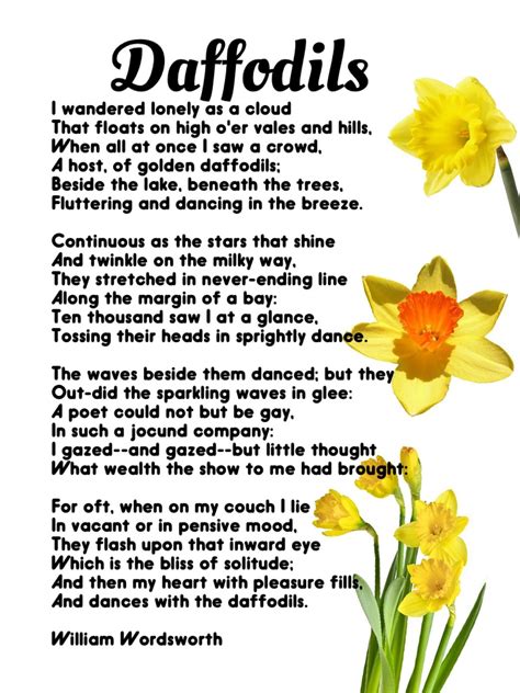 What is the central metaphor from the poem to daffodils?