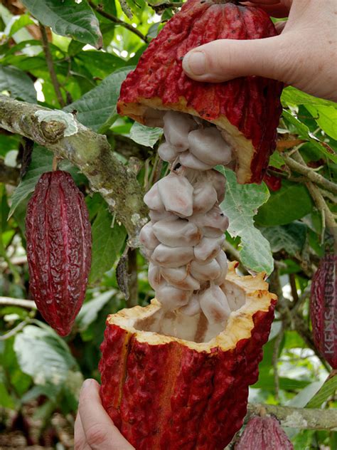 What is the chocolate fruit called?