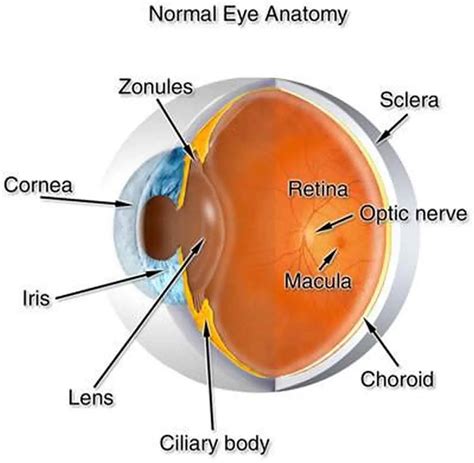 What is the ciliary?