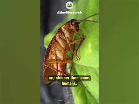 What is the cleanest insect?