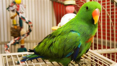 What is the cleanest pet bird?
