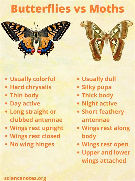 What is the closest relative to a butterfly?