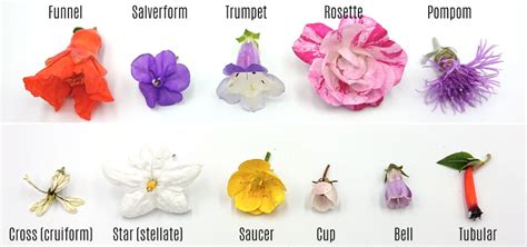 What is the collection of petals?