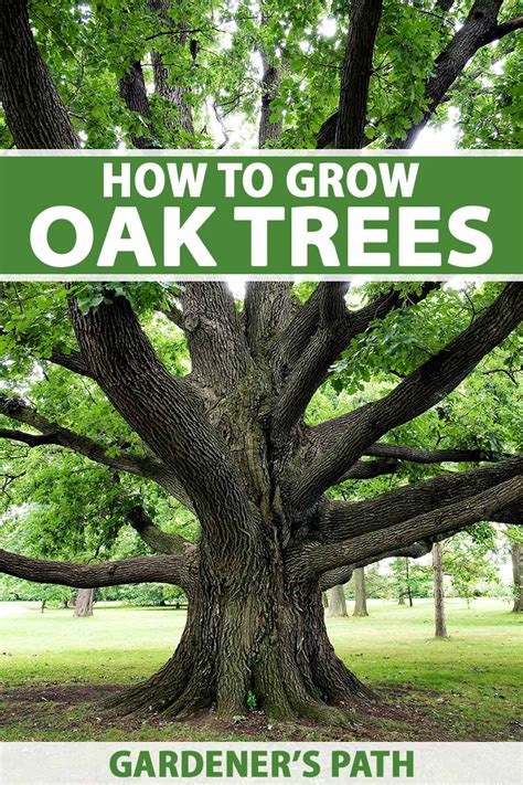 What is the color of an oak tree?