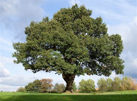 What is the common name for an oak tree?