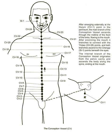 What is the conception vessel?