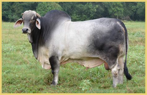 What is the conformation of Brahman cattle?