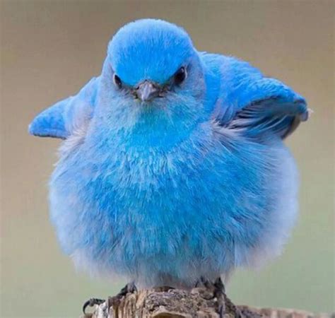 What is the cutest bird?