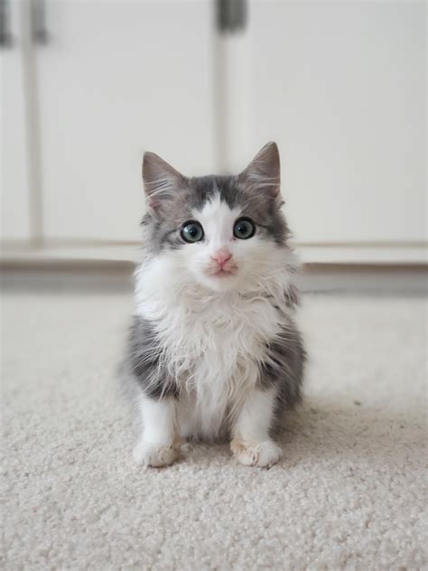 What is the cutest cat?