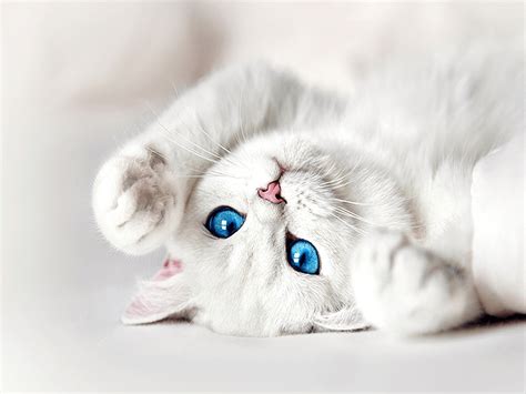 What is the cutest white cat?