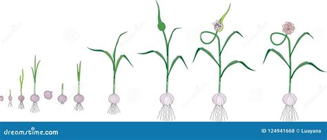 What is the cycle of a garlic bulb?