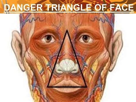 What is the danger triangle of the face?