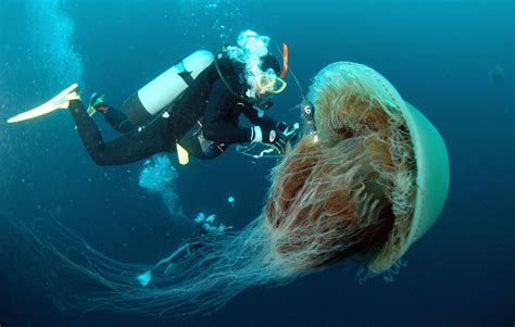 What is the deadliest jellyfish alive?
