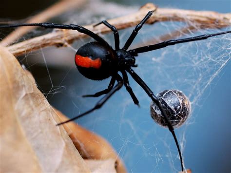 What is the deadliest spider in the UK?