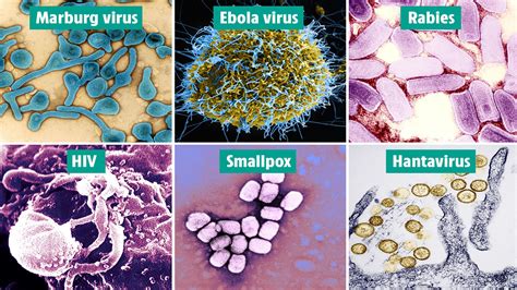 What is the deadliest virus?
