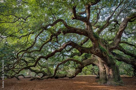 What is the description of a live oak?