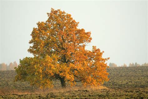 What is the description of an oak tree?