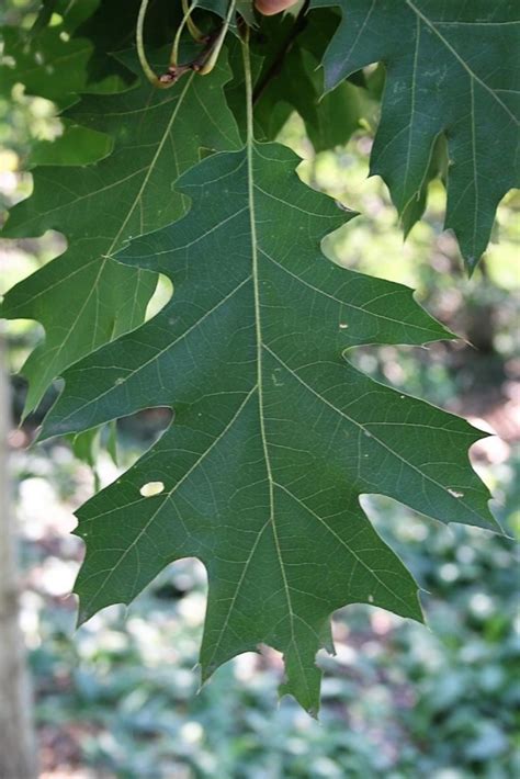 What is the description of red oak?