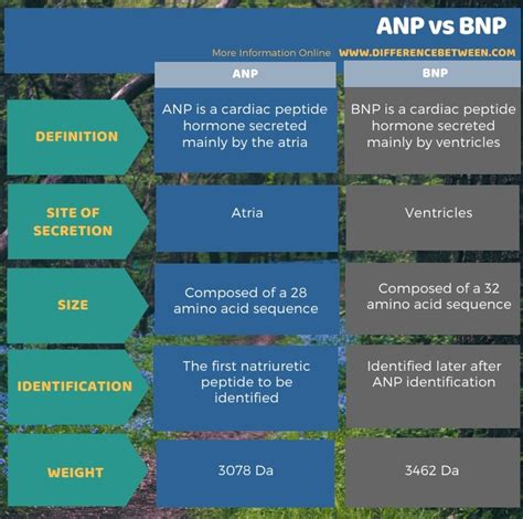 What is the difference between ANP and GP?
