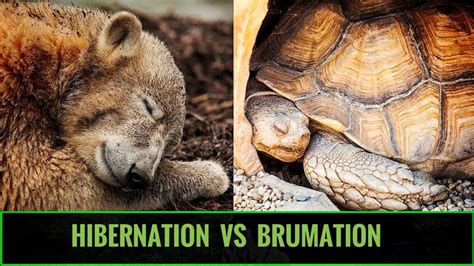 What is the difference between Brumation and hibernation?