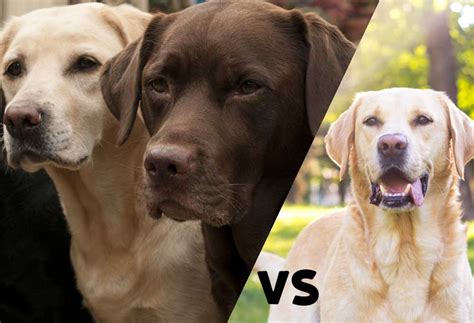 What is the difference between a Labrador Retriever and a Labrador?