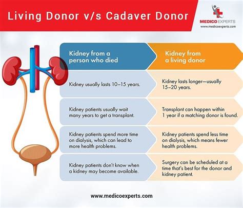 What is the difference between a cadaver and a living donor?