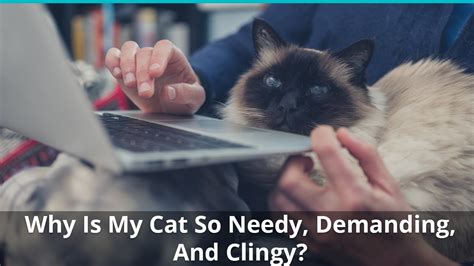 What is the difference between a demanding cat and a needy cat?