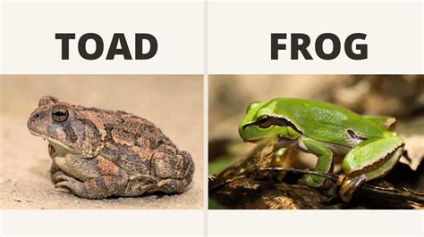 What is the difference between a frog and a toad?