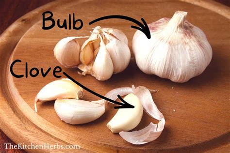 What is the difference between a garlic clove and bulb?