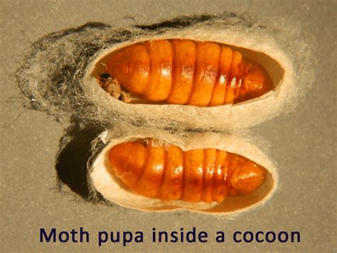 What is the difference between a moth pupa and a cocoon?