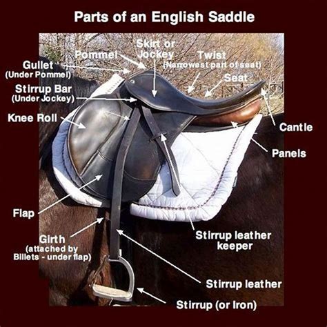 What is the difference between a trot and a canter?