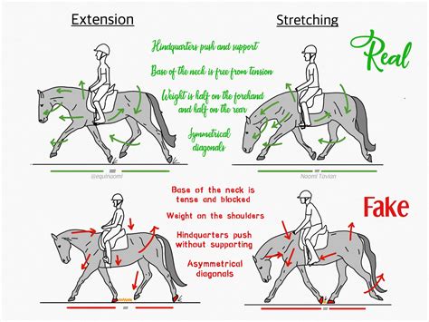 What is the difference between a trot and an extended trot?