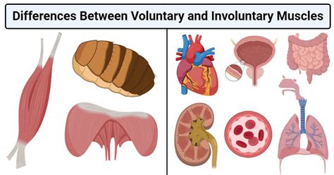 What is the difference between a voluntary and involuntary muscle?