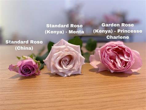 What is the difference between a wild rose and a regular rose?