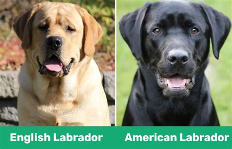 What is the difference between an American Lab puppy and an English Lab puppy?